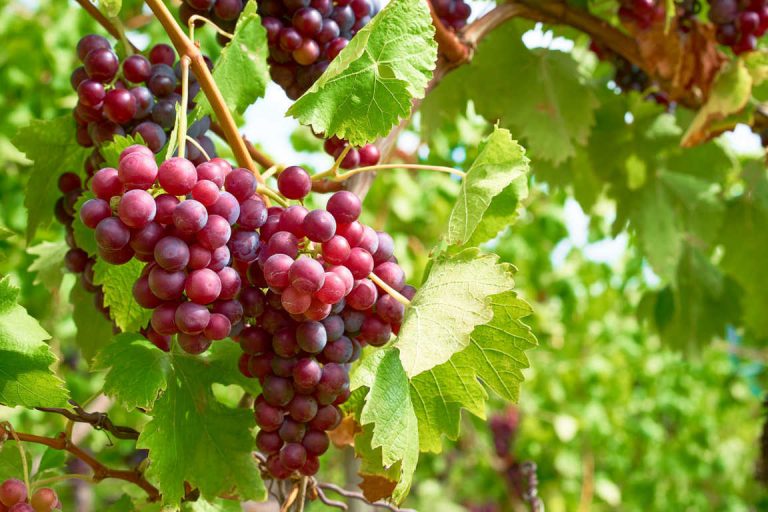 Beneficios de las uvas sobre tu salud